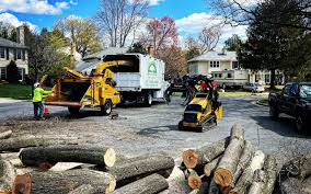 Professional Tree Removal and Landscaping Services in Basile, LA